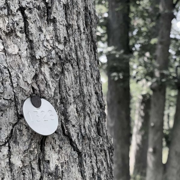 Signature Hardwoods - French Oak Live Tree